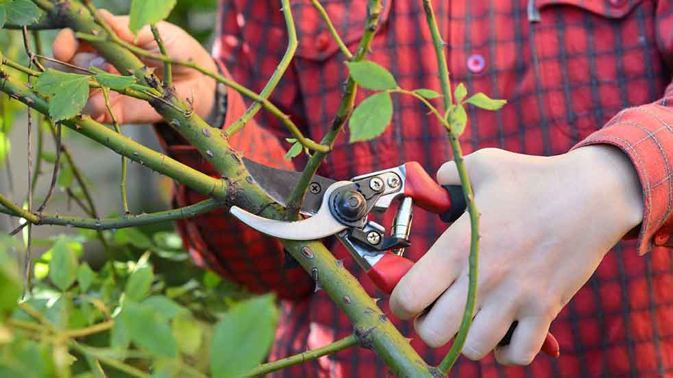 November gardening jobs pruning roses